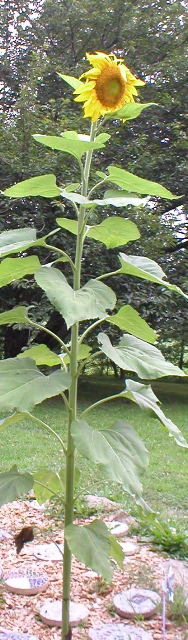 P1010028_2
