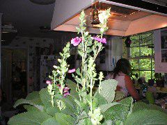 P1010009.JPG